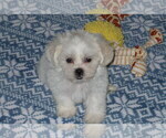 Small Photo #1 Zuchon Puppy For Sale in ORO VALLEY, AZ, USA