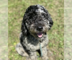 Father of the Goldendoodle puppies born on 03/12/2026