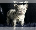 Small Photo #95 French Bulldog Puppy For Sale in WARSAW, IN, USA