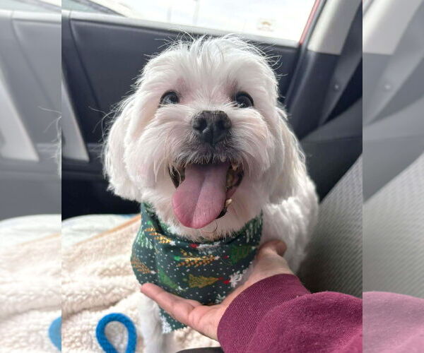 Medium Photo #2 Maltese Puppy For Sale in Boonton, NJ, USA
