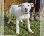 Small #3 American Bulldog-American Staffordshire Terrier Mix