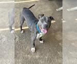 Small #1 American Pit Bull Terrier