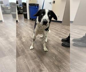 Border Collie Dogs for adoption in Aurora, IL, USA