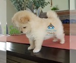 Small Photo #26 Pomsky Puppy For Sale in RAMSEY, MN, USA
