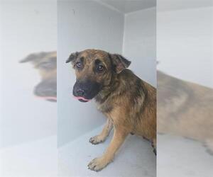 German Shepherd Dog-Unknown Mix Dogs for adoption in Houston, TX, USA
