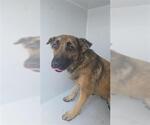 Small Photo #1 German Shepherd Dog-Unknown Mix Puppy For Sale in Houston, TX, USA