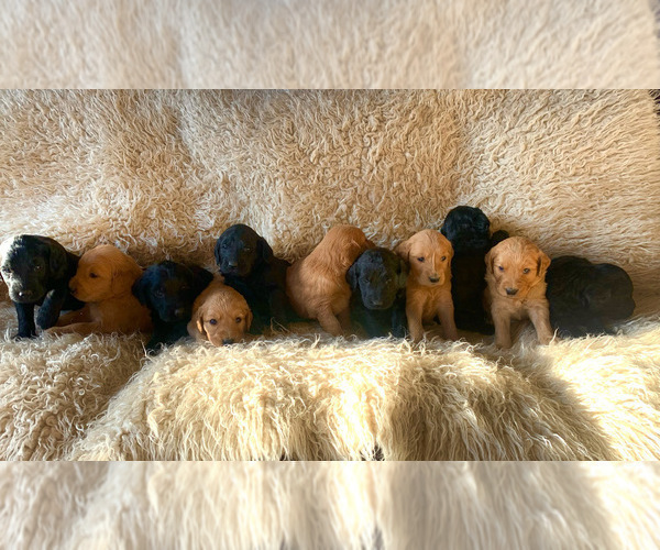 Medium Photo #17 Goldendoodle Puppy For Sale in PAGOSA SPRINGS, CO, USA