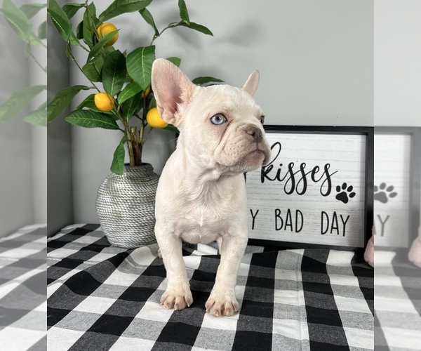 Medium Photo #6 French Bulldog Puppy For Sale in FRANKLIN, IN, USA