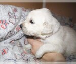 Small #2 English Cream Golden Retriever