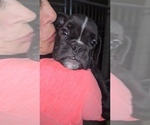 Small #2 Boxer