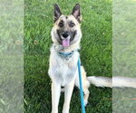 Small German Shepherd Dog