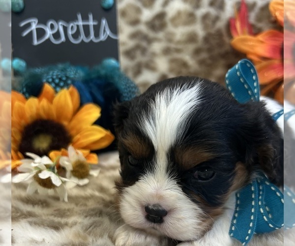 Medium Photo #3 Cavalier King Charles Spaniel Puppy For Sale in ABILENE, TX, USA