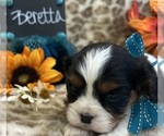 Small #2 Cavalier King Charles Spaniel