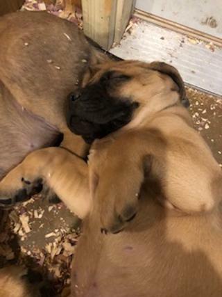 Medium Photo #9 Mastiff Puppy For Sale in GLENWOOD, MN, USA