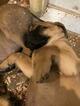 Small Photo #9 Mastiff Puppy For Sale in GLENWOOD, MN, USA