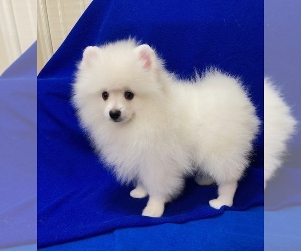 Medium Photo #2 Pomeranian Puppy For Sale in DENVER, CO, USA