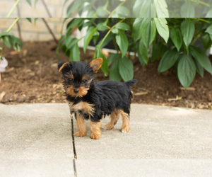 Yorkshire Terrier Puppy for sale in NAPPANEE, IN, USA