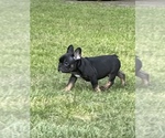 Puppy Frank French Bulldog