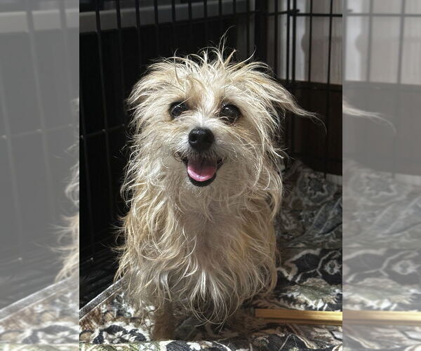 Medium Photo #1 Mutt Puppy For Sale in Boston, MA, USA