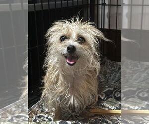 Mutt Dogs for adoption in Boston, MA, USA