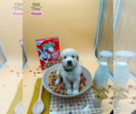 Puppy 2 Golden Retriever-Samoyed Mix