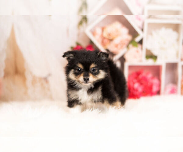 Medium Photo #2 Pom-A-Poo Puppy For Sale in WARSAW, IN, USA