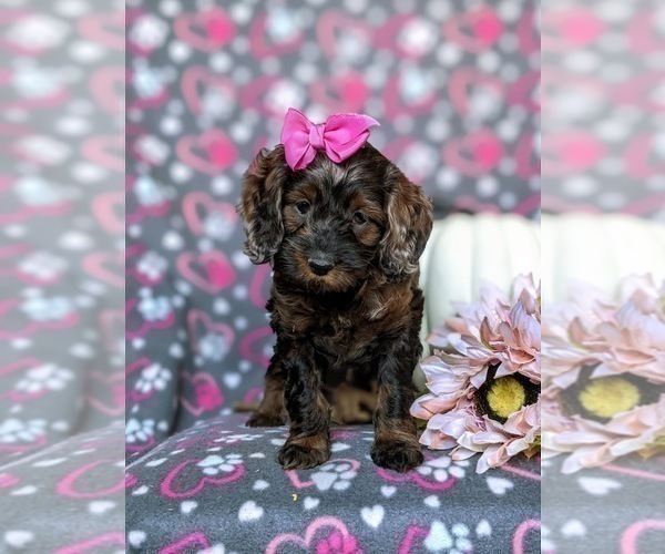 Medium Photo #4 Cockapoo Puppy For Sale in KIRKWOOD, PA, USA