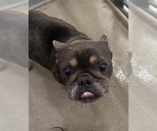 Medium Photo #1 French Bulldog Puppy For Sale in HESPERIA, CA, USA