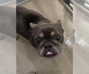 French Bulldog Dogs for adoption in HESPERIA, CA, USA