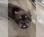 Small French Bulldog