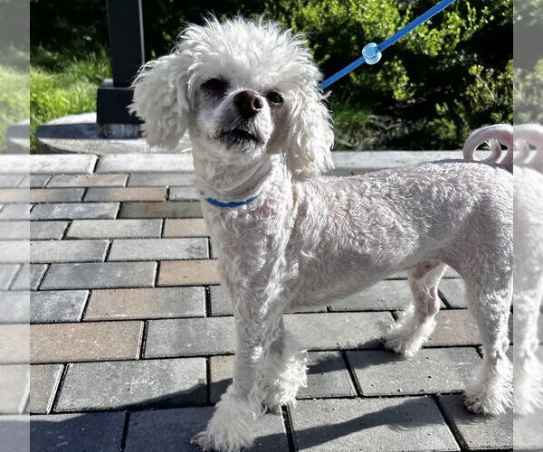 Medium Photo #3 Maltese Puppy For Sale in Salinas, CA, USA