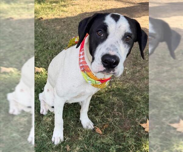 Medium Photo #1 Treeing Walker Coonhound-Unknown Mix Puppy For Sale in Tulsa, OK, USA