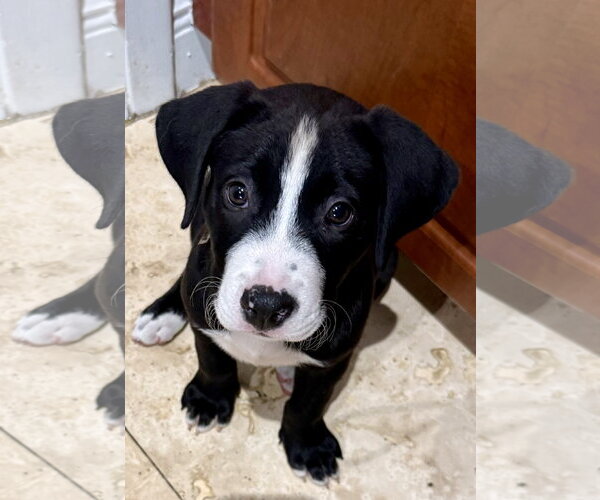 Medium Photo #4 Labrador Retriever Puppy For Sale in Boca Raton, FL, USA