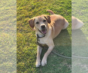 Connor - Male Labrador Retriever-Unknown Mix Dog for Adoption - Photo #8