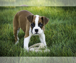 Small #4 Boxer