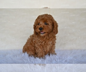 Cock-A-Poo Puppy for sale in MILLERSBURG, OH, USA