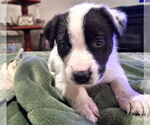 Small #2 Border Collie Mix