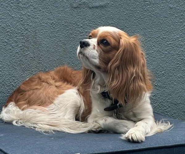 Medium Photo #1 Cavalier King Charles Spaniel Puppy For Sale in JOSHUA TREE, CA, USA