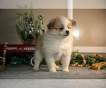 Small Photo #13 Pom-A-Poo Puppy For Sale in NAPPANEE, IN, USA
