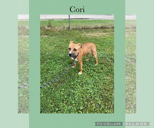 American Pit Bull Terrier-Labrador Retriever Mix Dogs for adoption in Kewanee, IL, USA