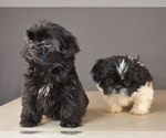 Small Photo #1 Shih Tzu Puppy For Sale in SCOTTSDALE, AZ, USA