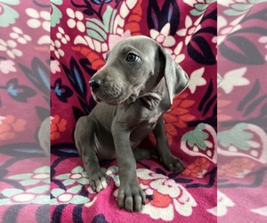 Great Dane Puppy for sale in WRIGHTSVILLE, PA, USA