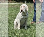 Small Photo #1 Labrador Retriever Puppy For Sale in NEOLA, WV, USA