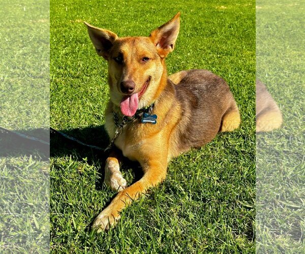 Medium Photo #5 Australian Kelpie-Unknown Mix Puppy For Sale in Newport Beach, CA, USA
