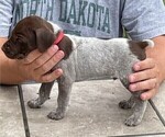 Small Photo #3 German Shorthaired Pointer Puppy For Sale in TULSA, OK, USA