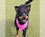 Small #1 Australian Kelpie Mix