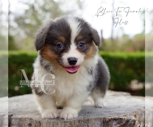 Pembroke Welsh Corgi Puppy for sale in FLORALA, AL, USA