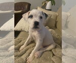 Small #1 Mutt