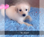 Small #4 Golden Retriever