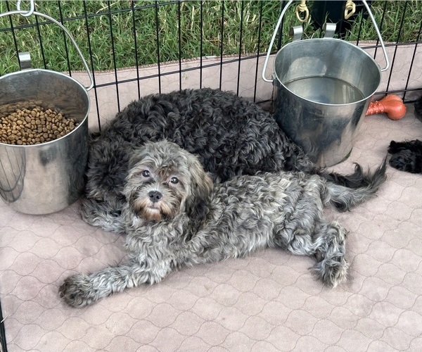 Medium Photo #5 ShihPoo Puppy For Sale in GLOUCESTER, VA, USA